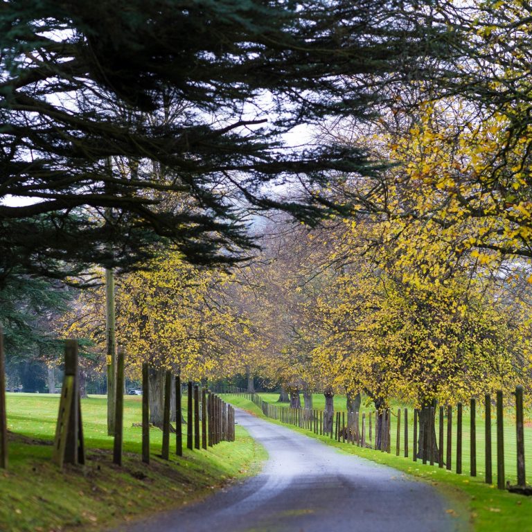 Autumnal road full of trees and grass